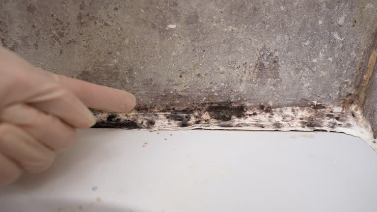 Forensic Mold Investigation in Dane, WI