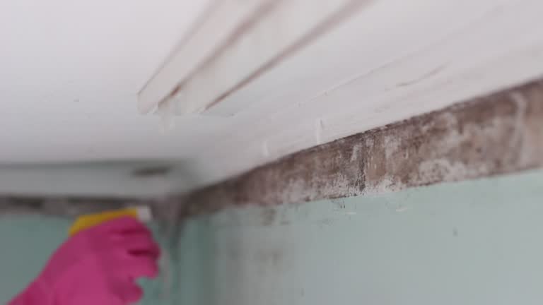 Professional Mold Removal in Dane, WI